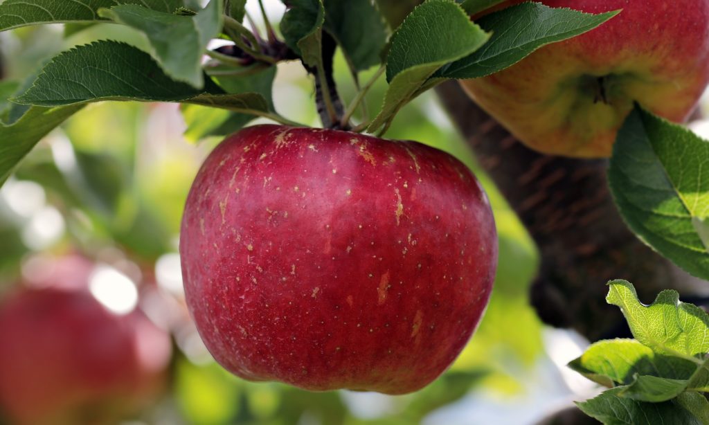Obst & Gemüsehof Wurbs Apfel