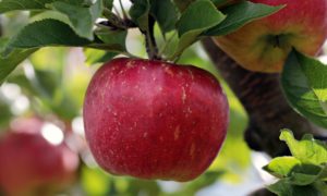 Obst & Gemüsehof Wurbs Apfel