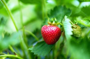 Obst & Gemüsehof Wurbs Erdbeere