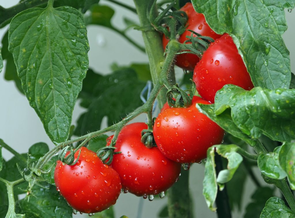 Obst & Gemüsehof Wurbs Tomaten